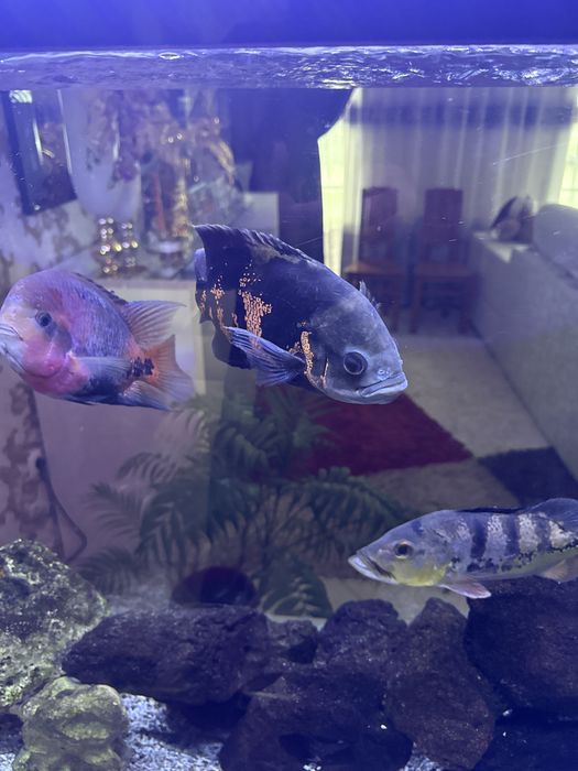 Ciclideos Americanos, adultos