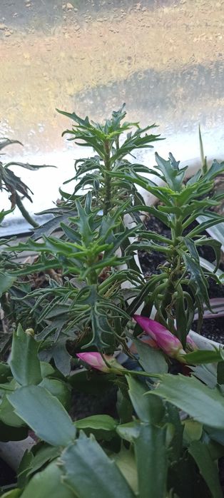 Кімнатні рослини