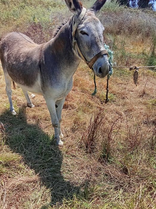 Burros bem a montados