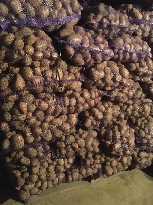 Ziemniaki odpadowe SORAYA