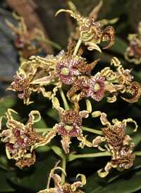 Орхидея дендробиум Den. spectabile.