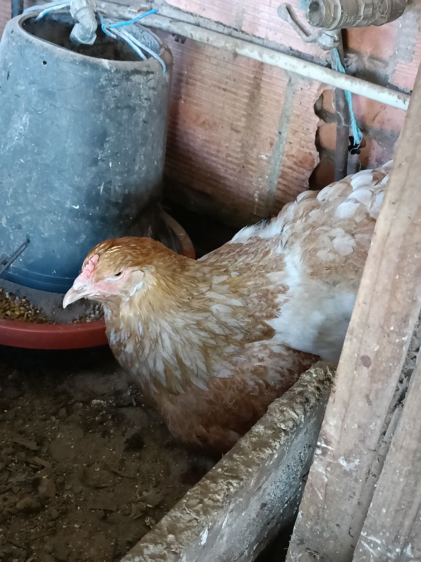 Ovos Brahma Splash Orange
