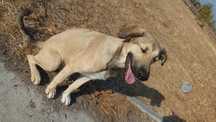Cão para adopção