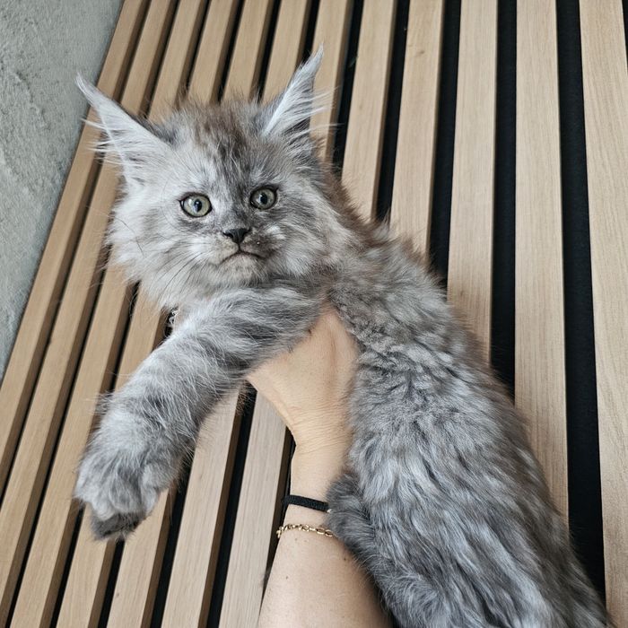 Koteczka dymna   Maine coon rodowód fpl