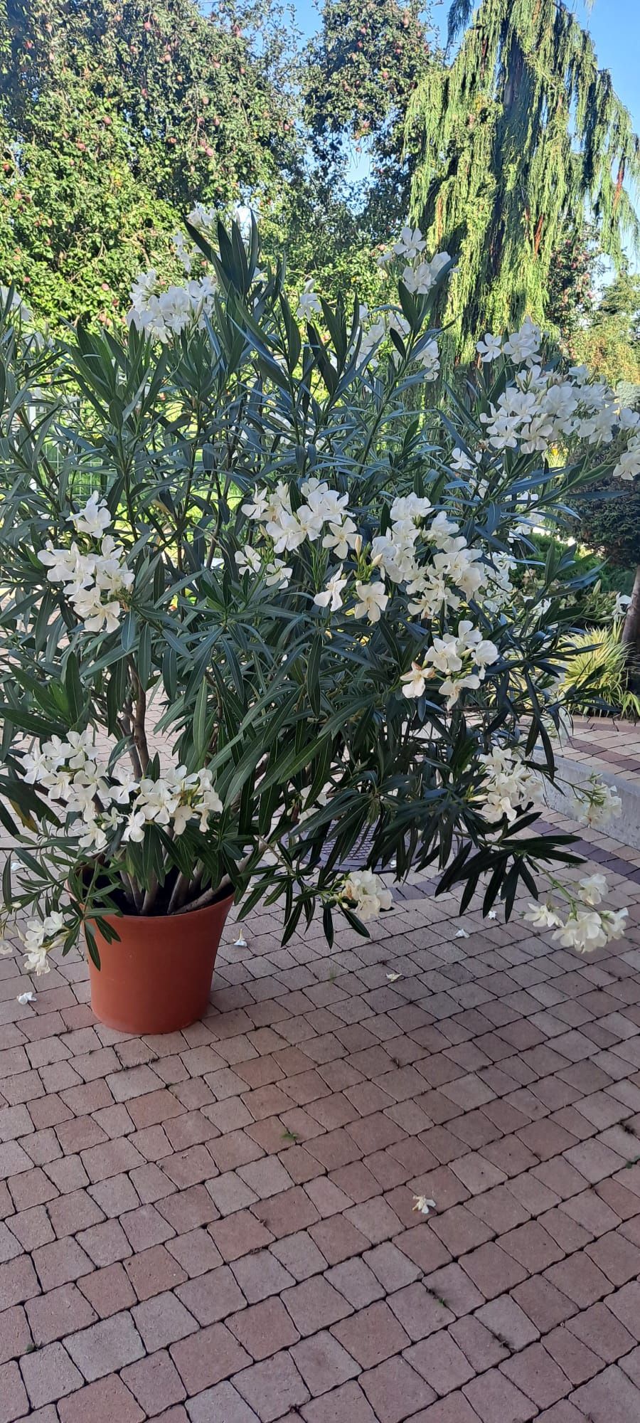 Oleander 160cm biały piękny możliwość dowozu