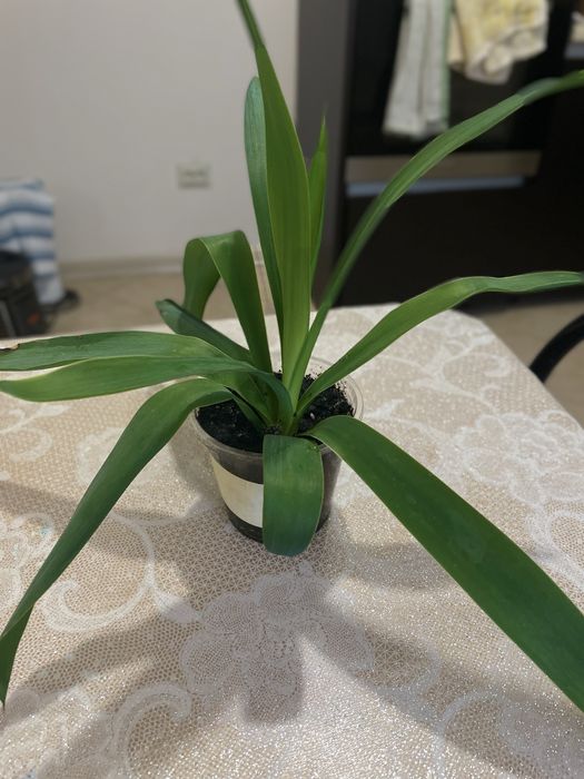 Вазон хатній «Юка»