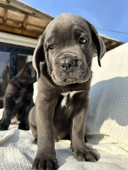 Мішка — голубий Cane Corso, 2 місяці, крупний костяк