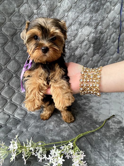 Йорки гарнесенькі