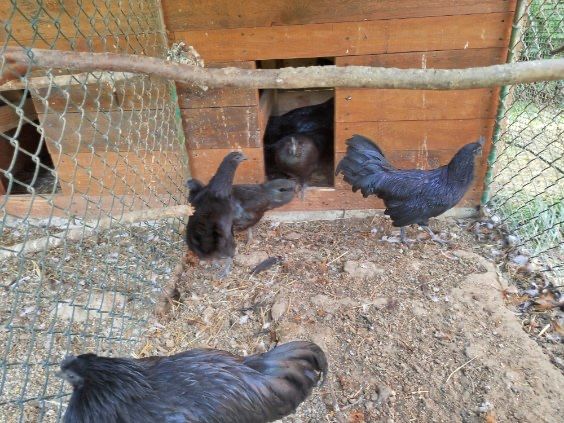 Ayam Cemani kury