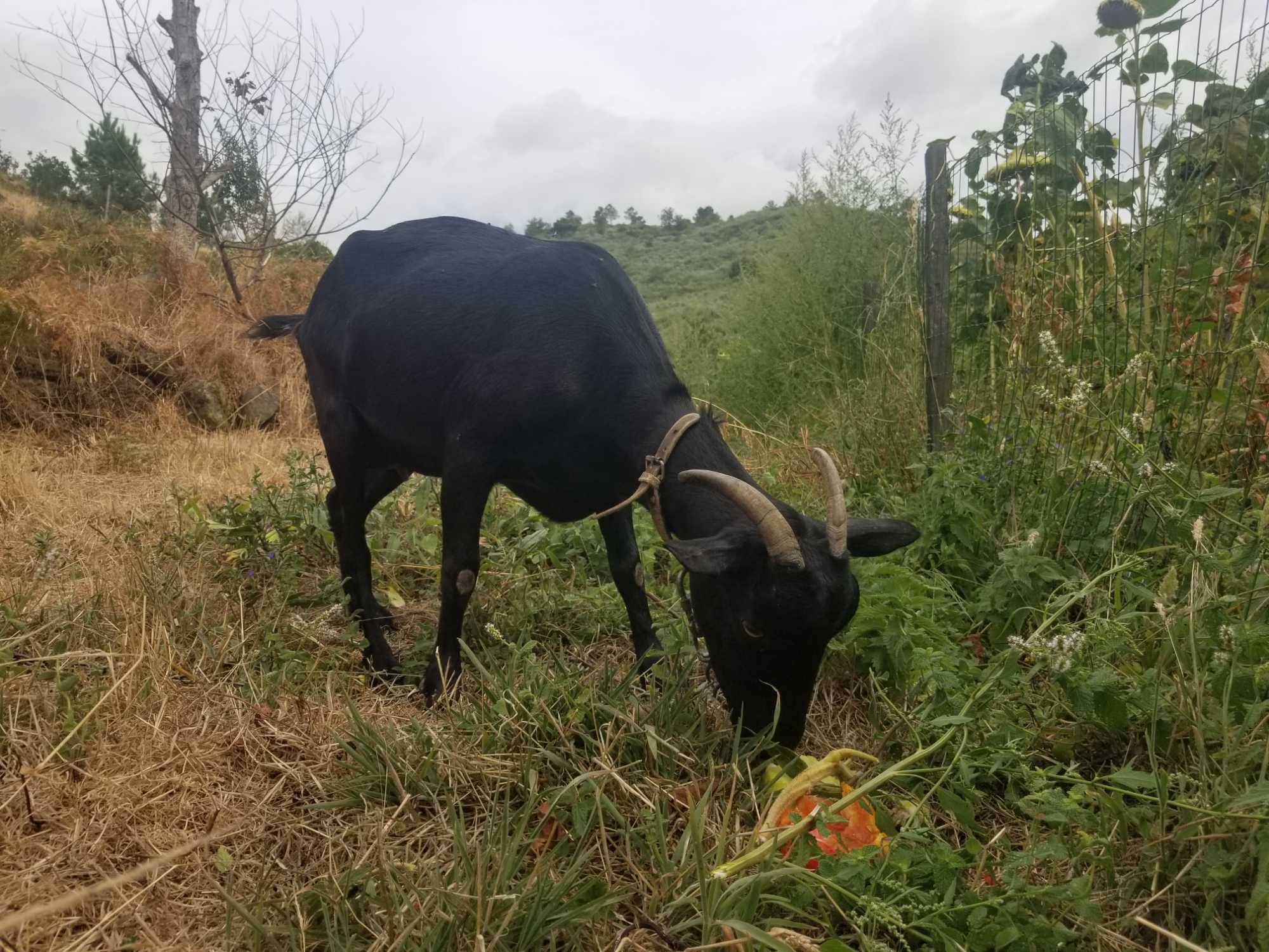 Casal das cabras