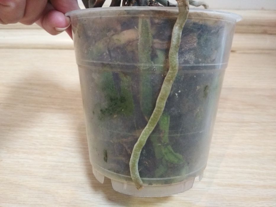 Орхидея фаленопсис, Jewel, пень