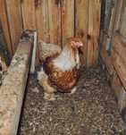Ovos para incubaçao de várias raças e pintos BRAHMA