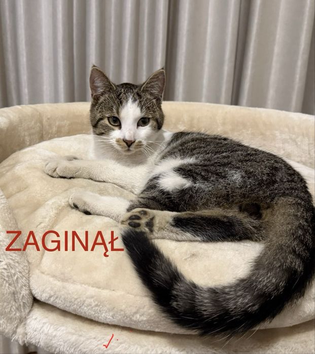 Zaginął Kot bialo-bury „Lucek” Nagroda