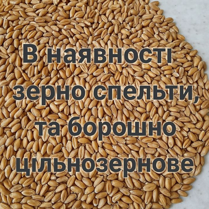 Зерно спельты,полбы.