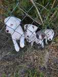 Jack Russell terrier.