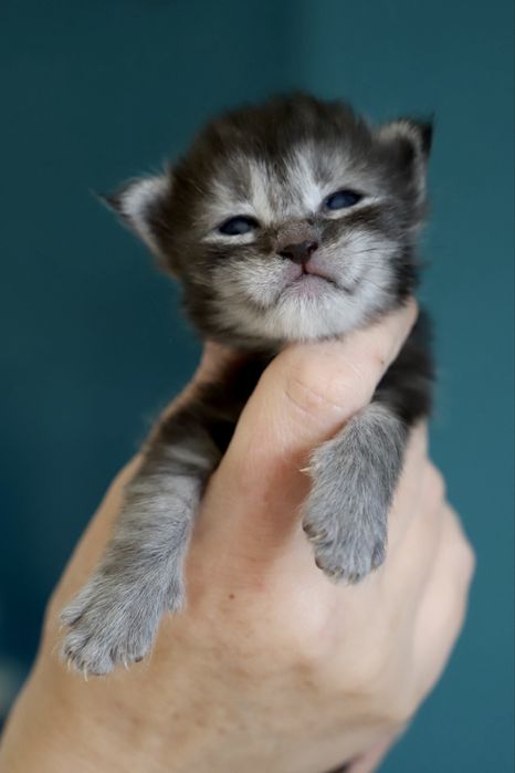 Cudna czarna dymna kotka maine coon