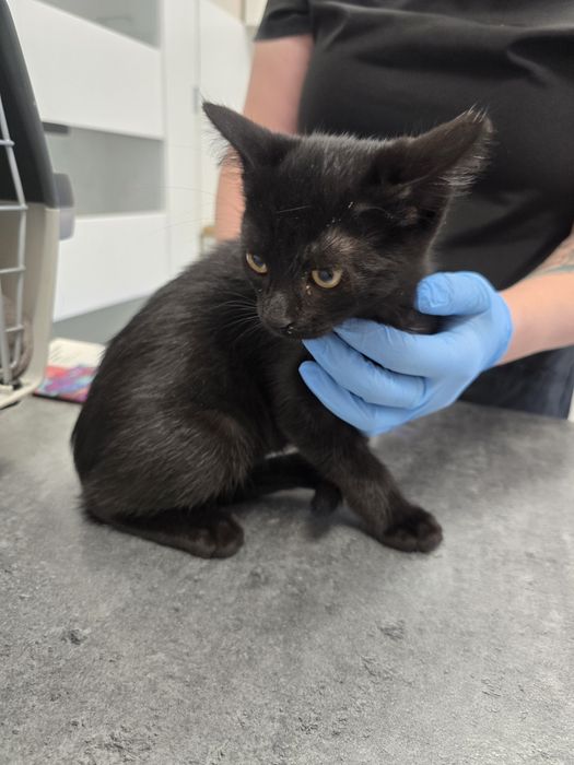 Kacperek potrzebuje domu