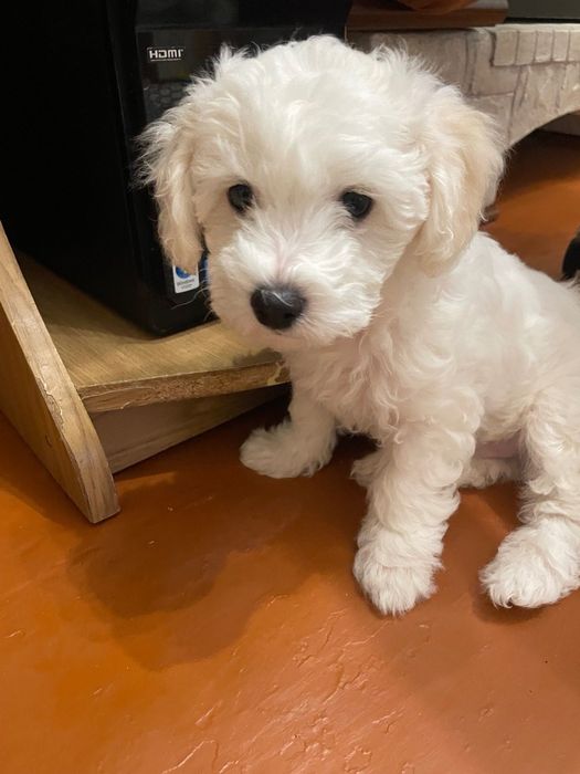 Бішон Фрізе собачки