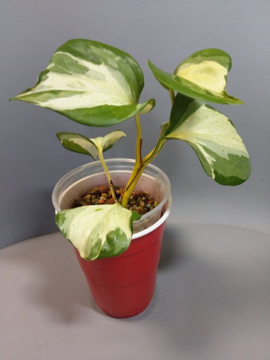 Epipremnum happy leaf