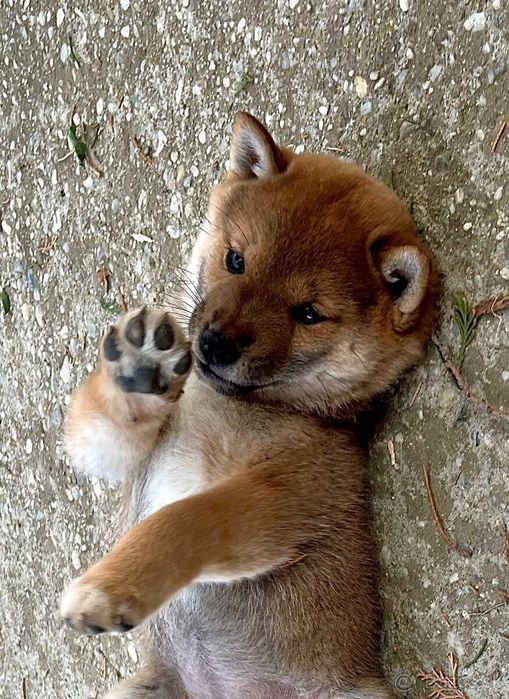 Shiba Inu ㅤㅤㅤㅤㅤㅤ