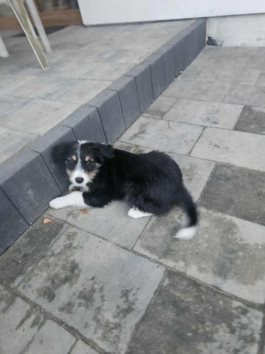 Oddam szczeniaki w dobre ręce