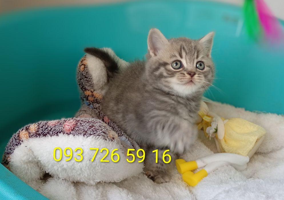 Кошенята шотландські,плюшевий хлопчик