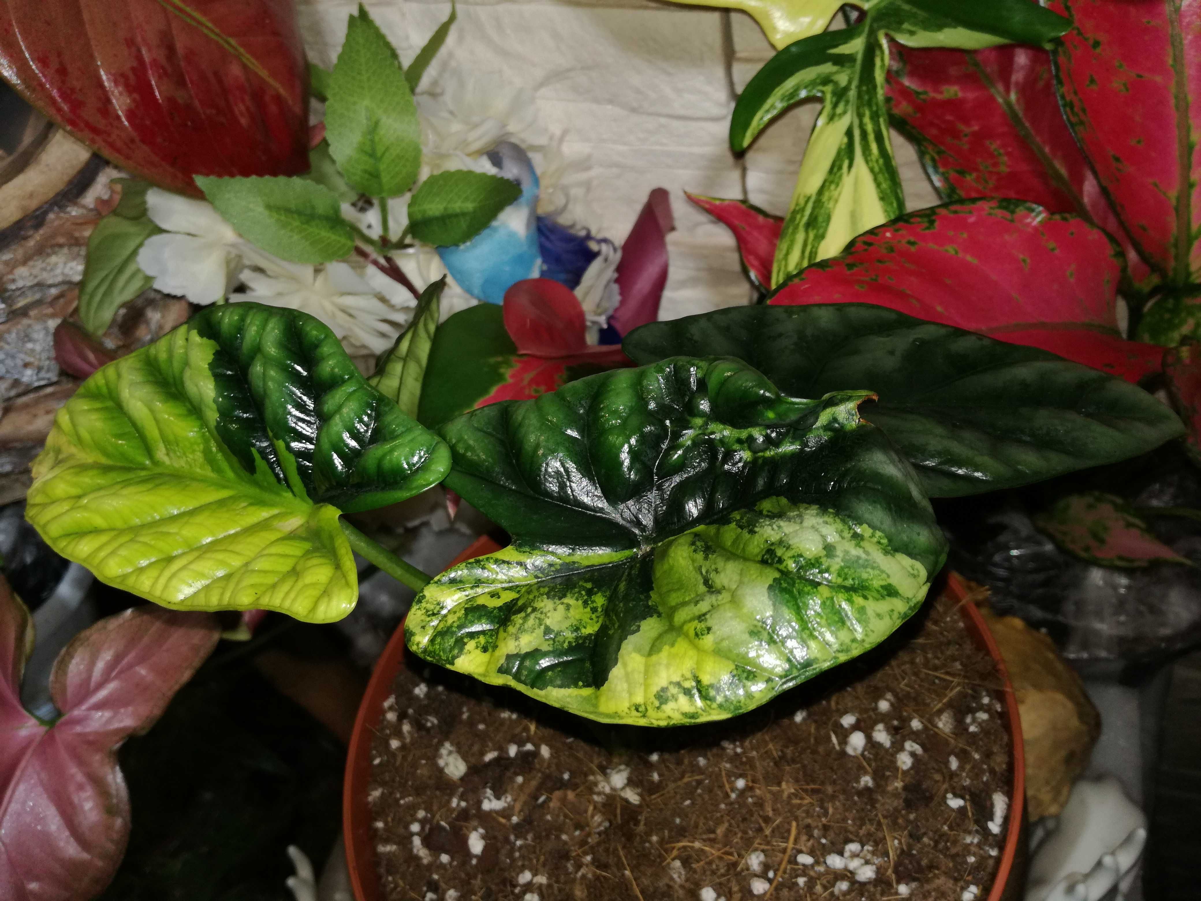 INTERNATIONAL Alocasia Sinuata Aurea Tricolor Variegata Alokazja philo