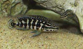 GB TANGANIKA Julidochromis transcriptus  Naskalnik wężogłowy