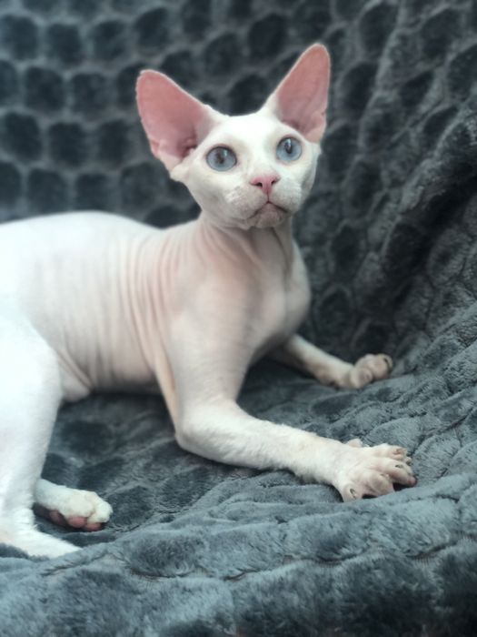 Хлопчик сфінкс Доступен в Польша