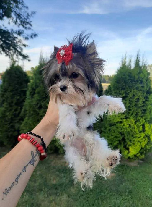 Mini xxs biewer suczka Yorkshire terrier paszport miniaturka