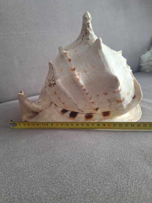 Muszla morska duża