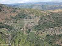 Terreno  para venda