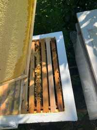 Бджоли на рамці дадан