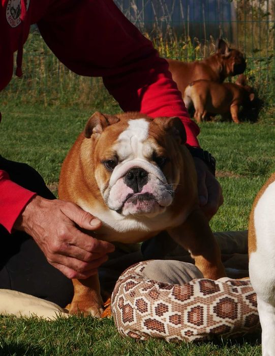 Buldog angielski ZKwP Rodowód Międzynarodowy FCI, piękny piesek SILVIO