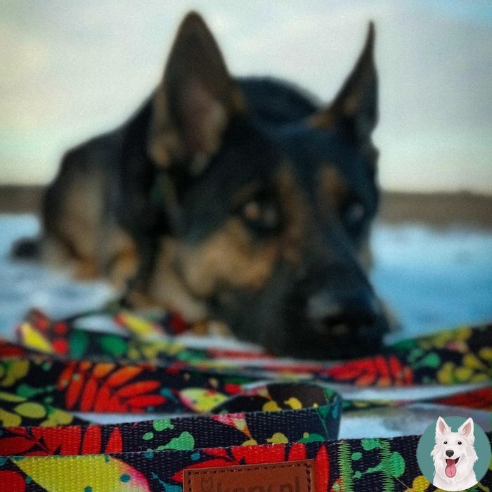 domek legowisko duże posłanie muszla dla gryzonia królika świnki 40x25