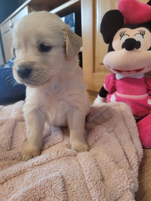 Golden retriever piękny piesek