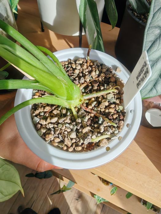 Alokazja Heterophylla Dragon's Breath
