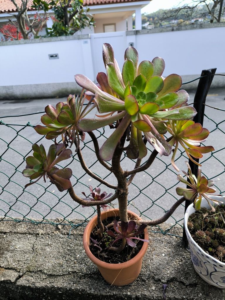 Planta suculenta