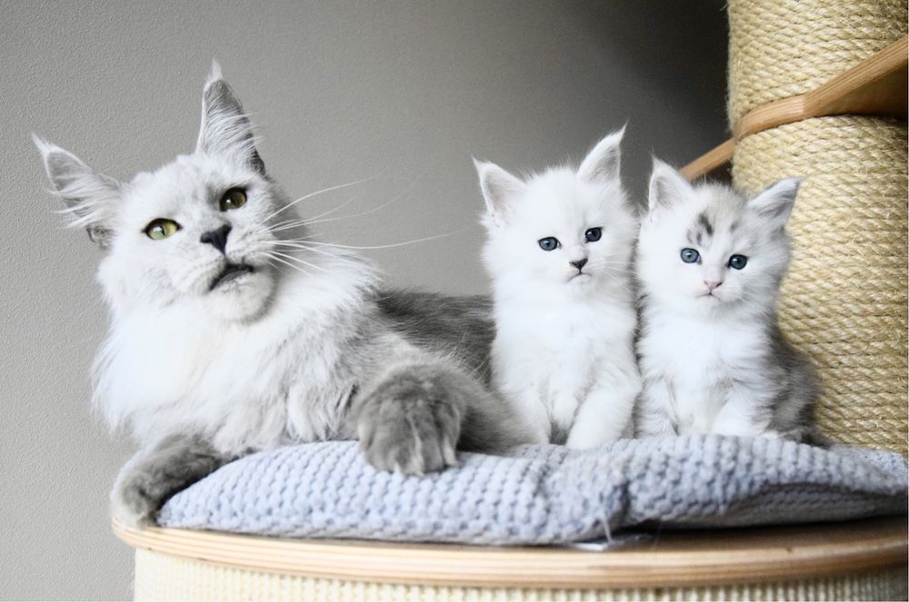 Hodowla kotów Maine Coon, Felis Polonia/FPL