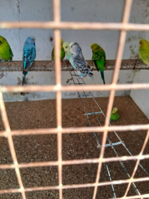 Periquitos ingleses novos e adultos