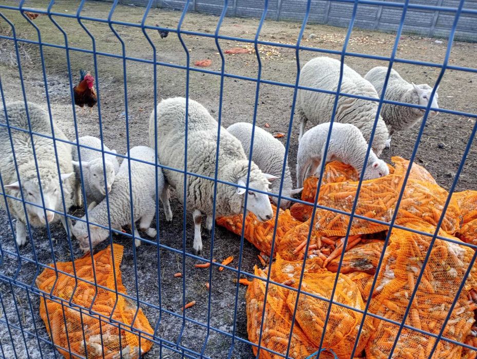 sprzedam owieczki