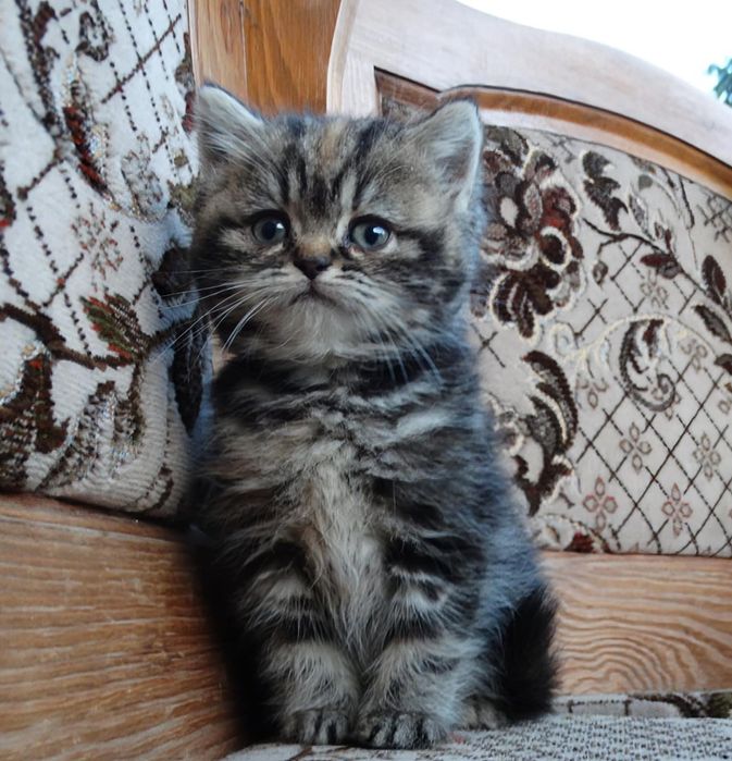 Kot, Kotka szkocka złoto czkoladowa tabby
