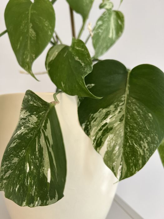 Monstera variegata wybarwiona, 2 sadzonki