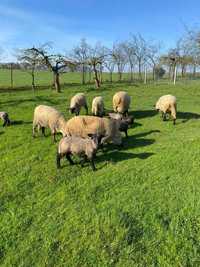 Owce czarnogłówki