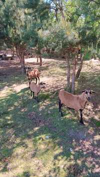 Owce mix Barbados  ladne