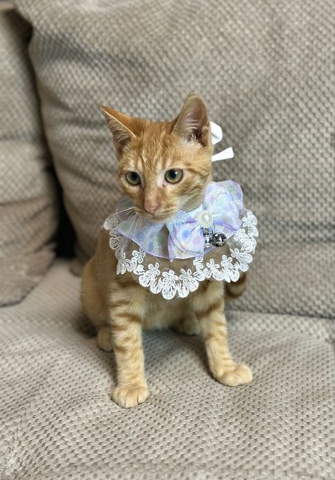 Котик рудий в добрі ручки