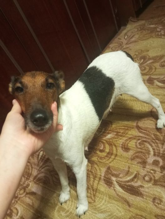 Продаю щенят порода Джек Рассел