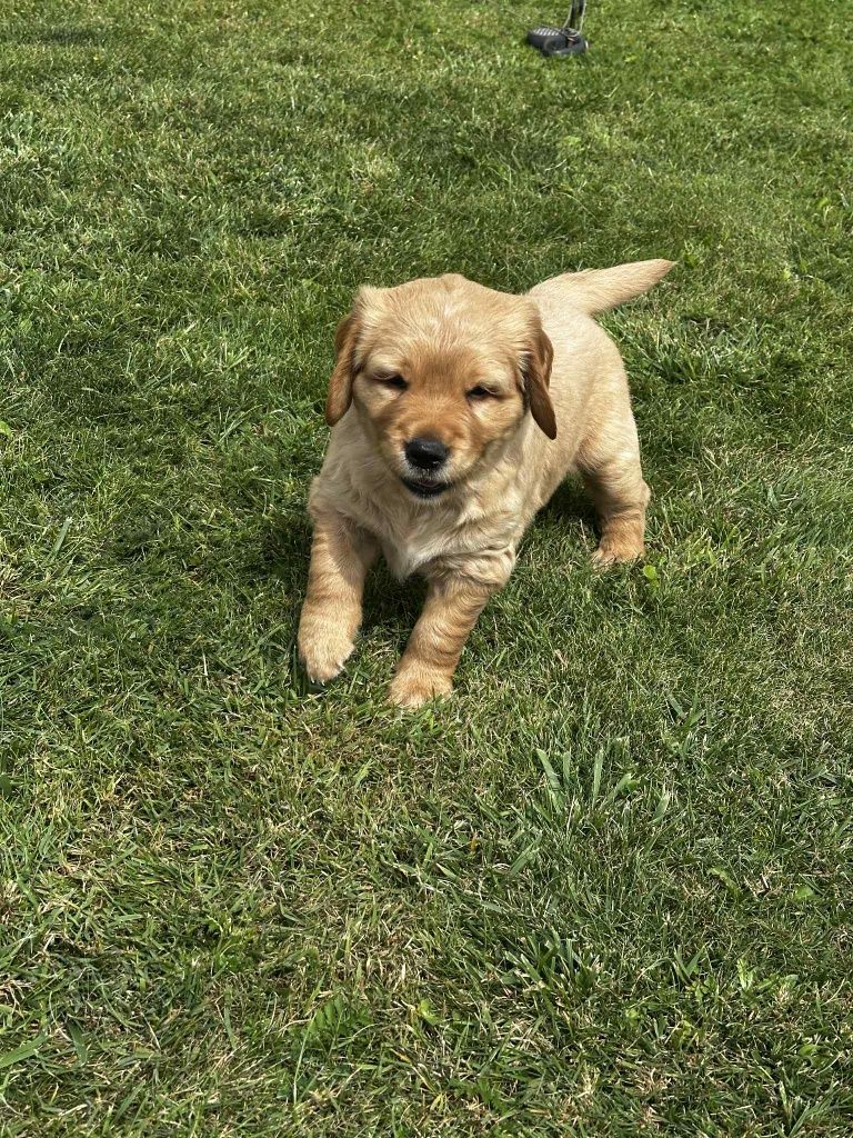 Pies Golden Retriever