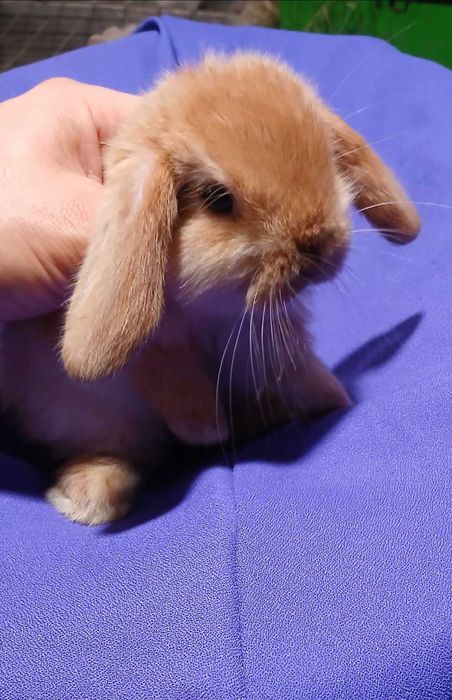 Декоративний кролик, висловухий карлик.