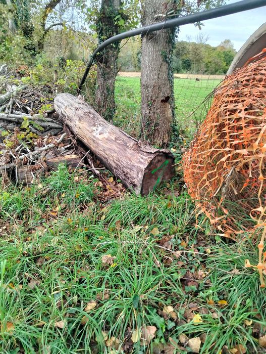 Três chopos cortadados pronto a rachar